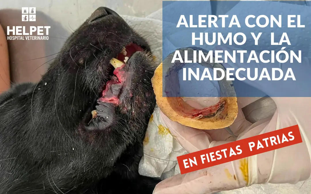 MASCOTAS Y FIESTAS PATRIAS