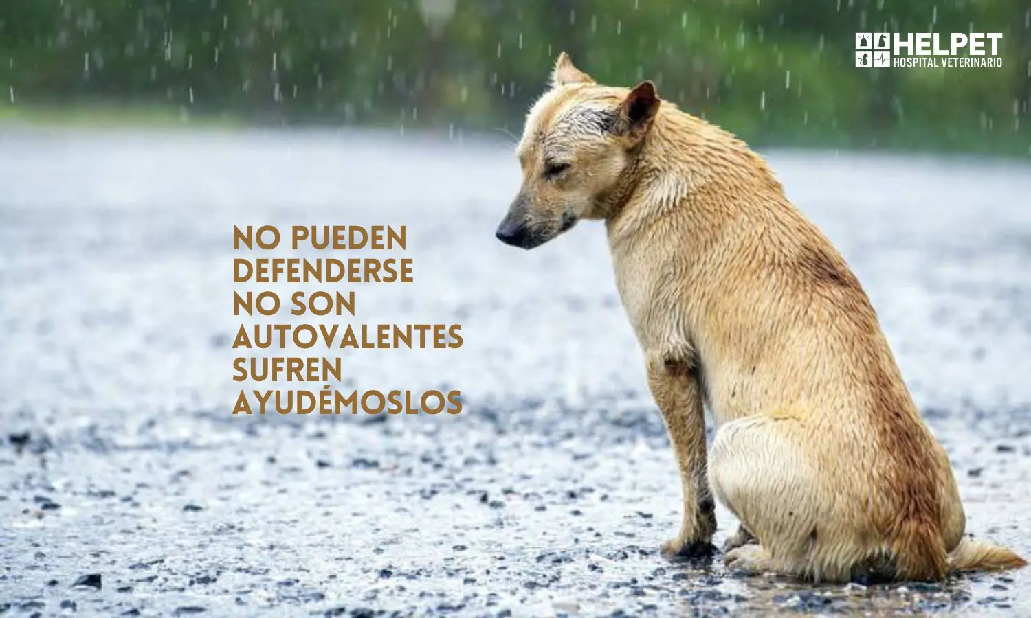 Colmevet pide ayuda para animales sin hogar