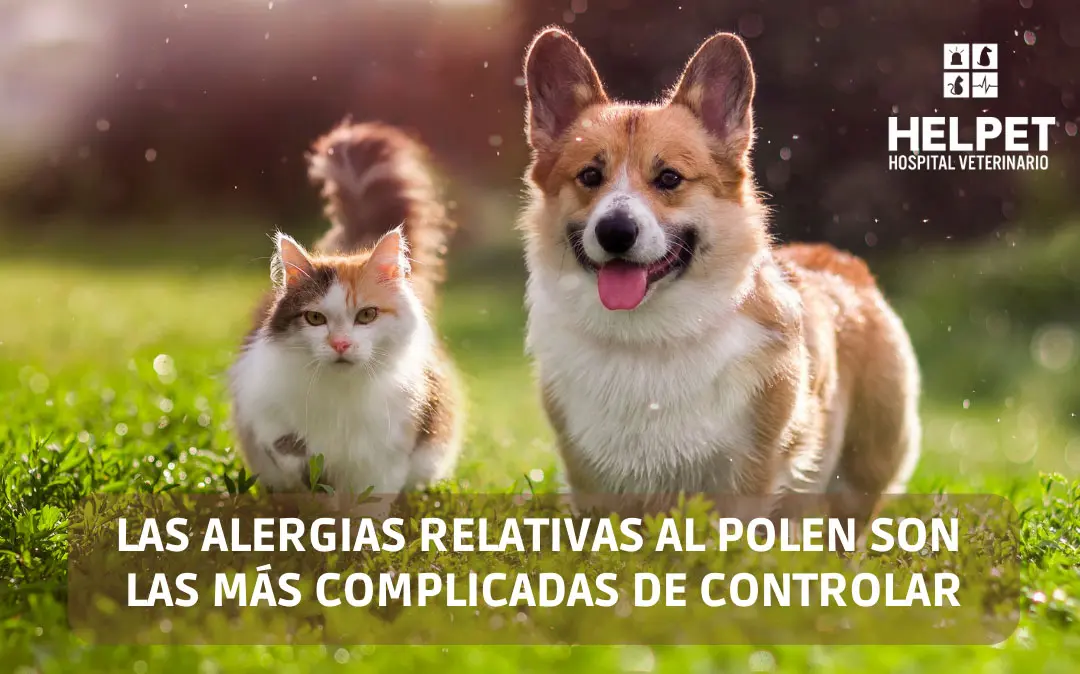 PRIMAVERA Y MASCOTAS