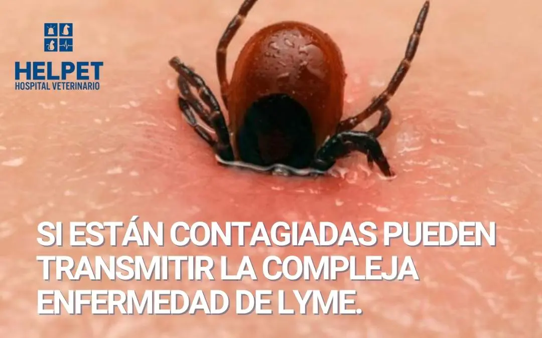 El PELIGRO DE LAS GARRAPATAS