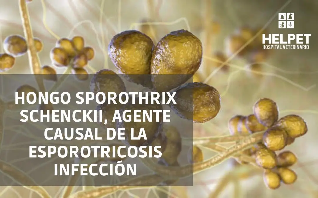 ESTÁ EN PLANTAS, DISEMINADO EN LA TIERRA