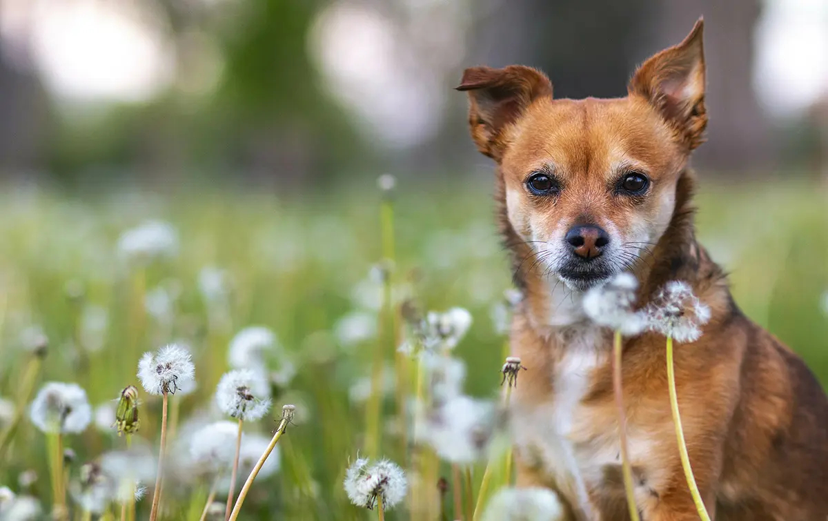 La alergia primaveral en las mascotas