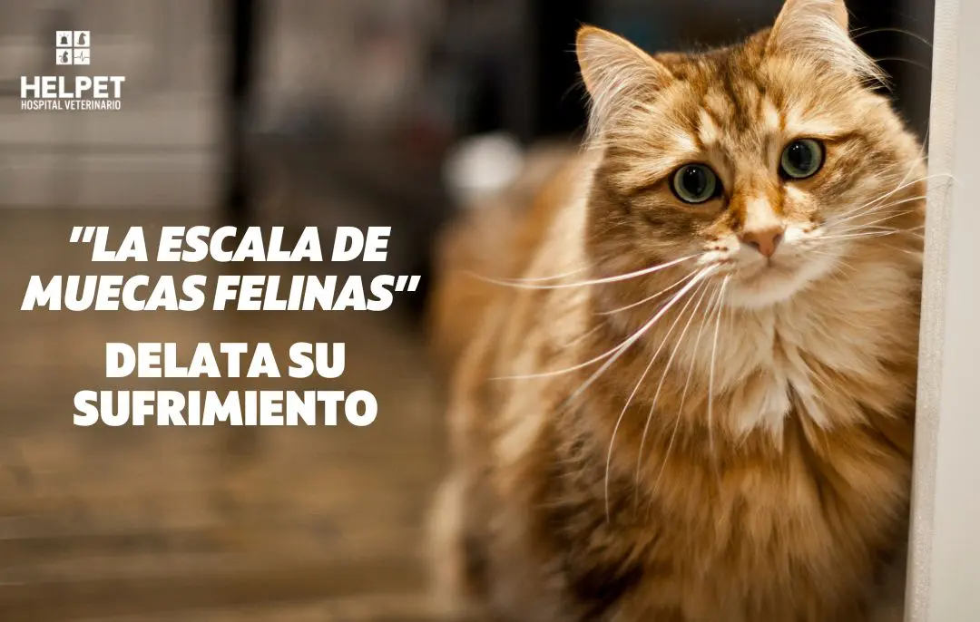 ¿Sabías que los gatos esconden su dolor?