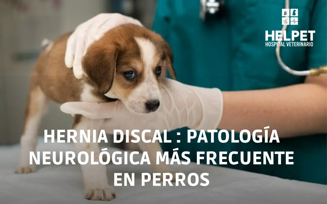 Hernia discal en perros