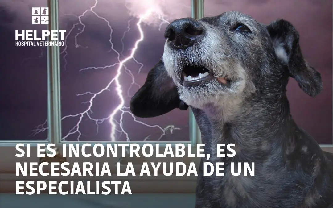 BRONTOFOBIA: EL PÁNICO A LAS TORMENTAS