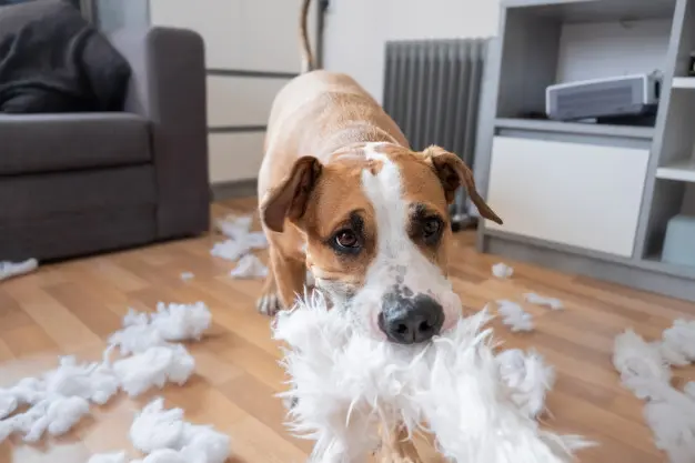 Cómo trabajar el estrés de tu mascota